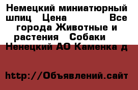 Немецкий миниатюрный шпиц › Цена ­ 60 000 - Все города Животные и растения » Собаки   . Ненецкий АО,Каменка д.